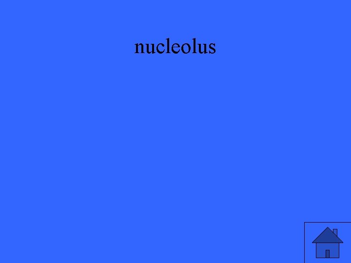 nucleolus 
