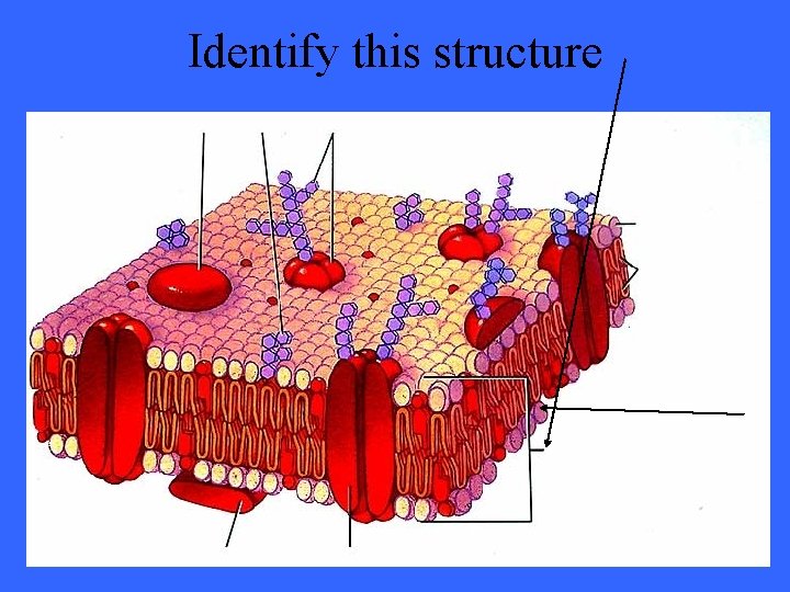 Identify this structure 