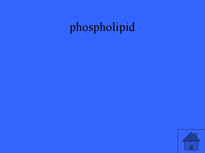phospholipid 