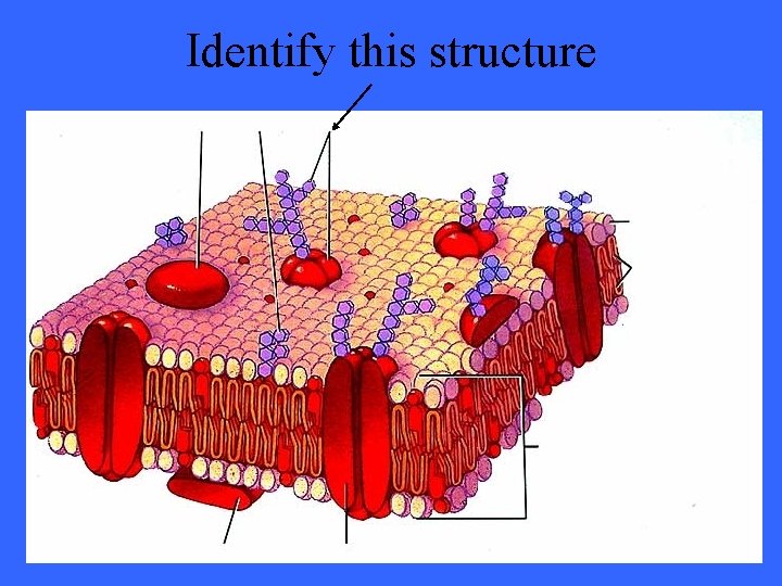 Identify this structure 