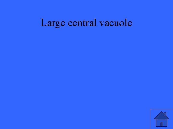 Large central vacuole 