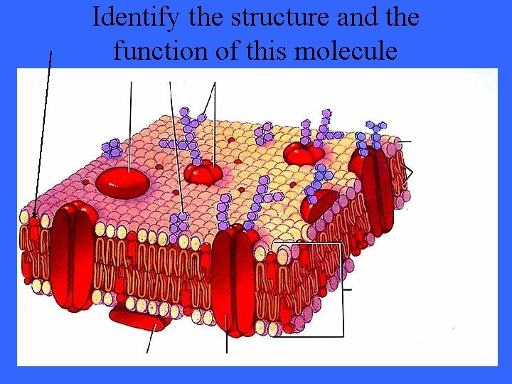 Identify the structure and the function of this molecule 