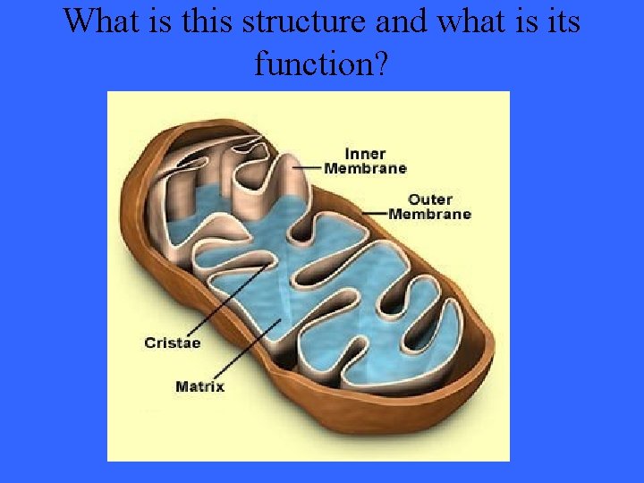 What is this structure and what is its function? 