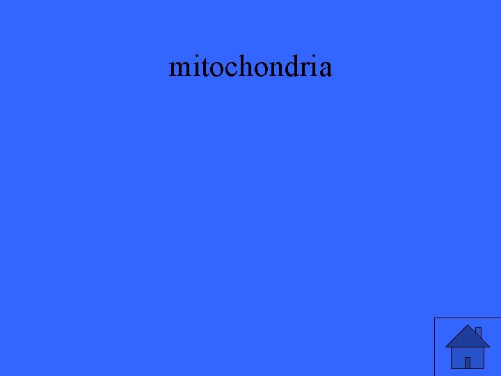 mitochondria 