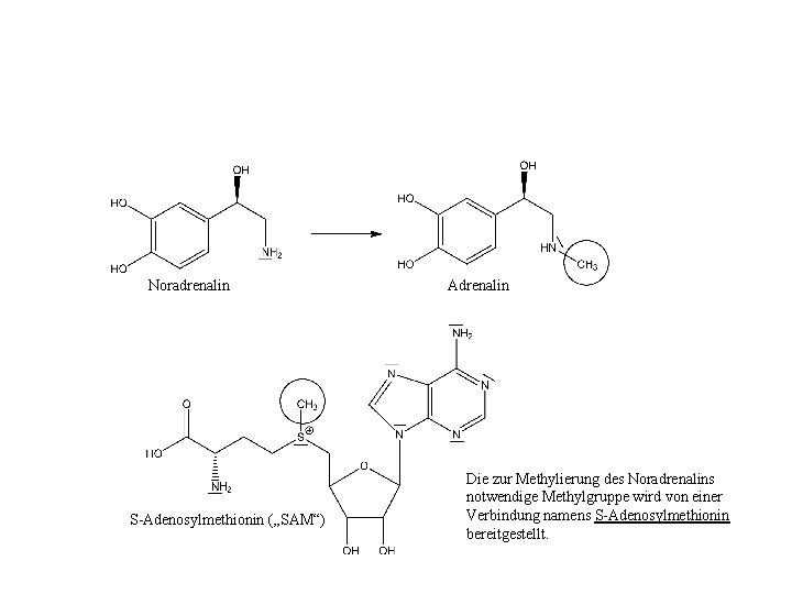 Noradrenalin S-Adenosylmethionin („SAM“) Adrenalin Die zur Methylierung des Noradrenalins notwendige Methylgruppe wird von einer