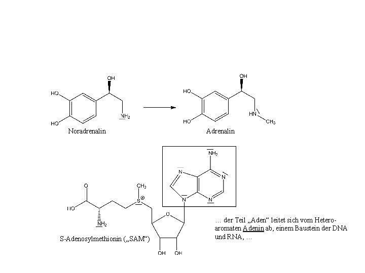 Noradrenalin S-Adenosylmethionin („SAM“) Adrenalin … der Teil „Aden“ leitet sich vom Heteroaromaten Adenin ab,