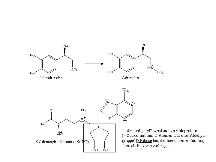 Noradrenalin S-Adenosylmethionin („SAM“) Adrenalin … der Teil „osyl“ weist auf die Aldopentose (= Zucker