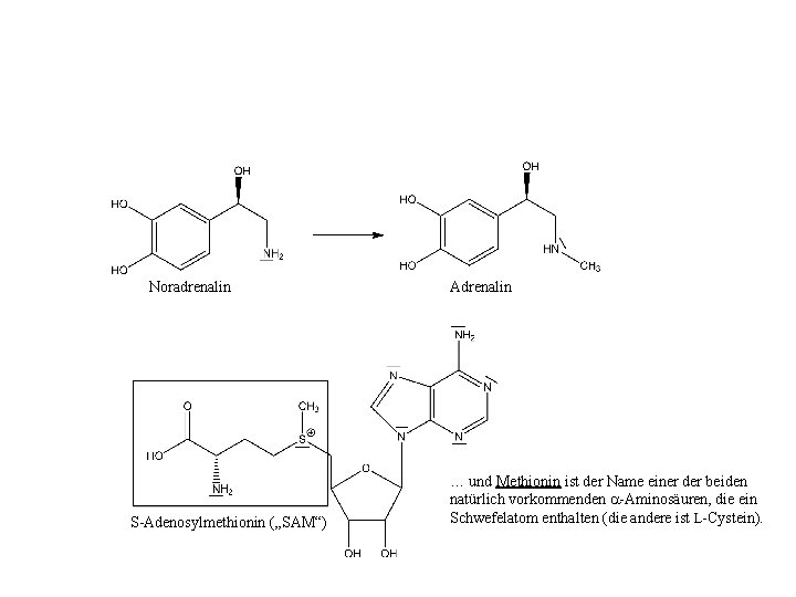 Noradrenalin S-Adenosylmethionin („SAM“) Adrenalin … und Methionin ist der Name einer der beiden natürlich