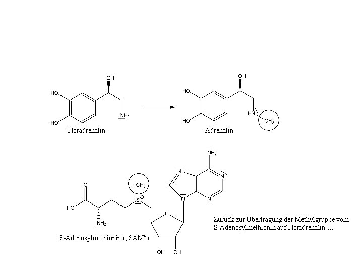 Noradrenalin Adrenalin Zurück zur Übertragung der Methylgruppe vom S-Adenosylmethionin auf Noradrenalin … S-Adenosylmethionin („SAM“)