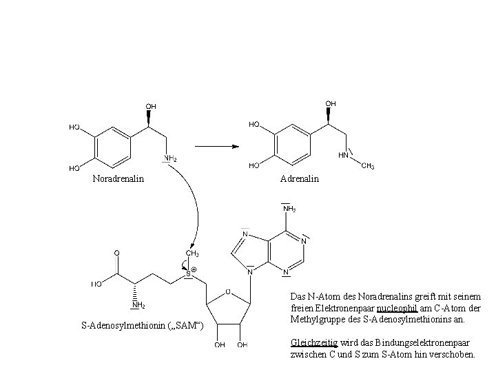 Noradrenalin S-Adenosylmethionin („SAM“) Adrenalin Das N-Atom des Noradrenalins greift mit seinem freien Elektronenpaar nucleophil