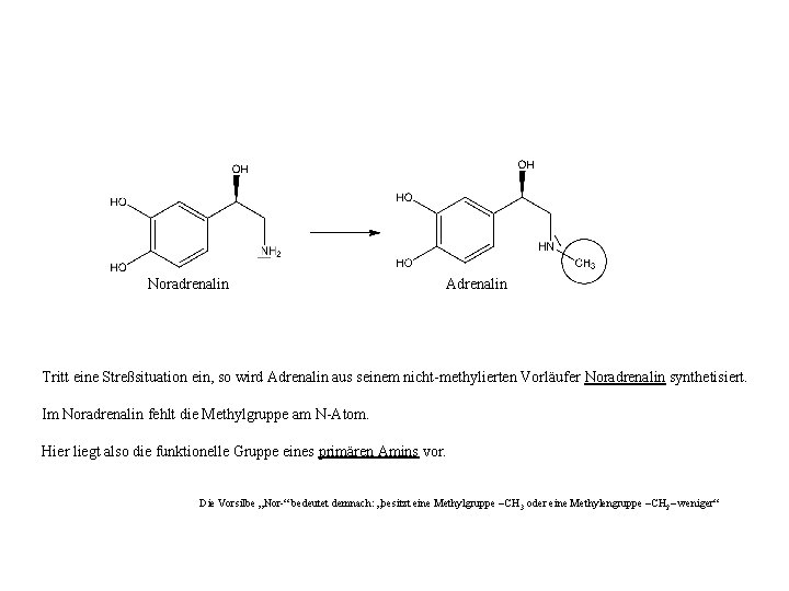 Noradrenalin Adrenalin Tritt eine Streßsituation ein, so wird Adrenalin aus seinem nicht-methylierten Vorläufer Noradrenalin