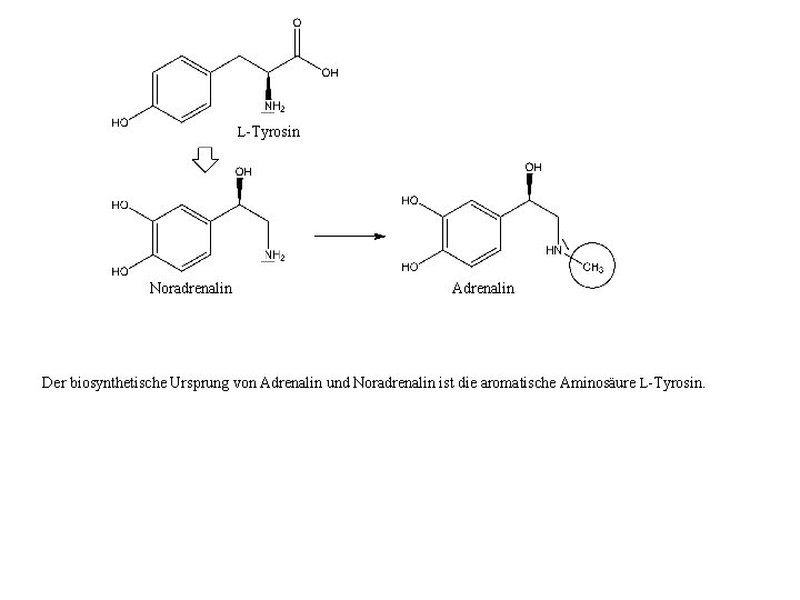 L-Tyrosin Noradrenalin Adrenalin Der biosynthetische Ursprung von Adrenalin und Noradrenalin ist die aromatische Aminosäure