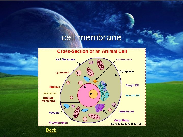 cell membrane Back 