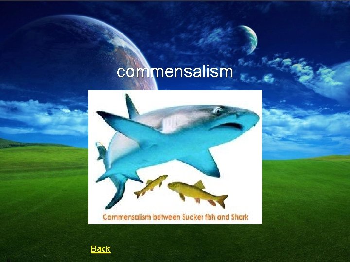 commensalism Back 