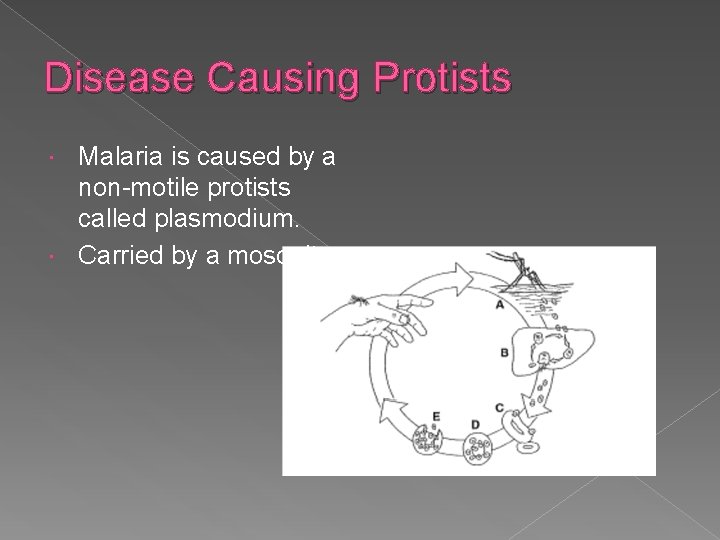 Disease Causing Protists Malaria is caused by a non-motile protists called plasmodium. Carried by