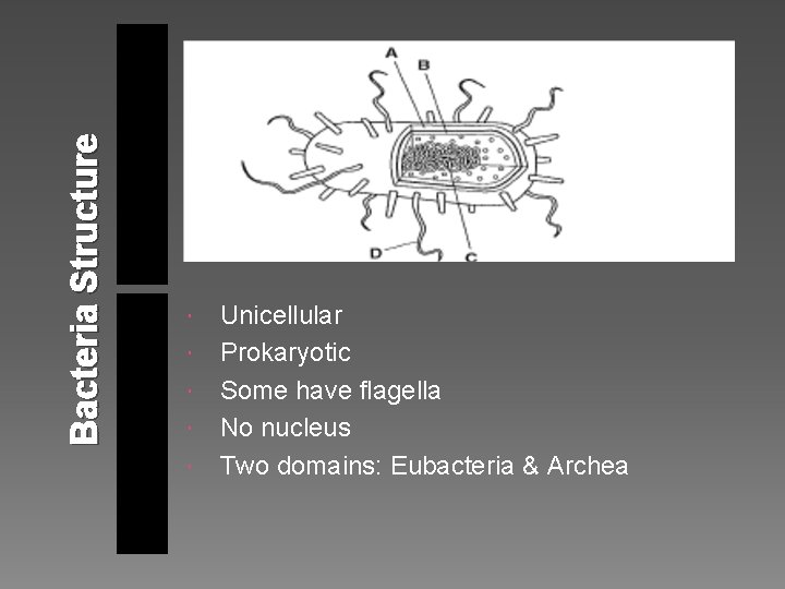 Bacteria Structure Unicellular Prokaryotic Some have flagella No nucleus Two domains: Eubacteria & Archea