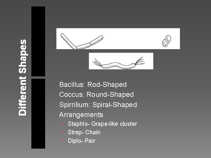 Different Shapes Bacillus: Rod-Shaped Coccus: Round-Shaped Spirrilium: Spiral-Shaped Arrangements › Staphlo- Grape-like cluster ›