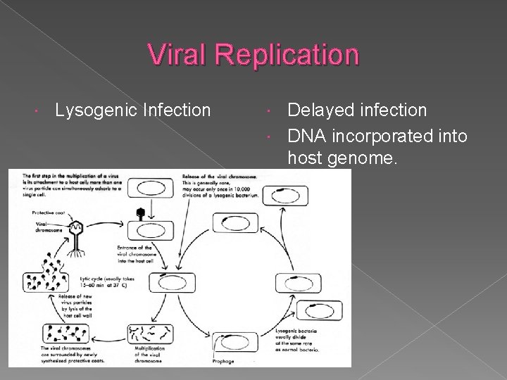 Viral Replication Lysogenic Infection Delayed infection DNA incorporated into host genome. 