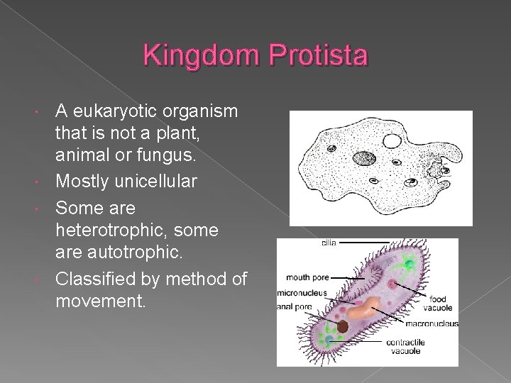 Kingdom Protista A eukaryotic organism that is not a plant, animal or fungus. Mostly