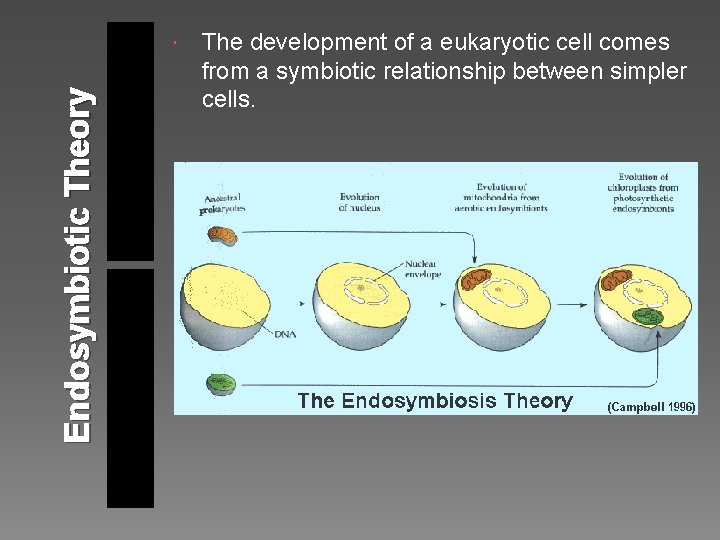 Endosymbiotic Theory The development of a eukaryotic cell comes from a symbiotic relationship between