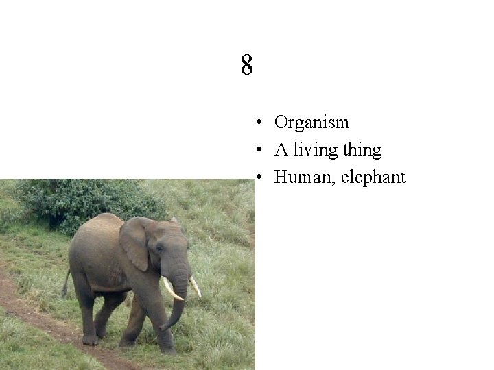 8 • Organism • A living thing • Human, elephant 