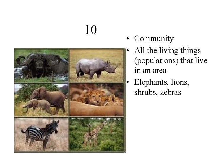 10 • Community • All the living things (populations) that live in an area