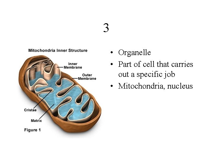 3 • Organelle • Part of cell that carries out a specific job •