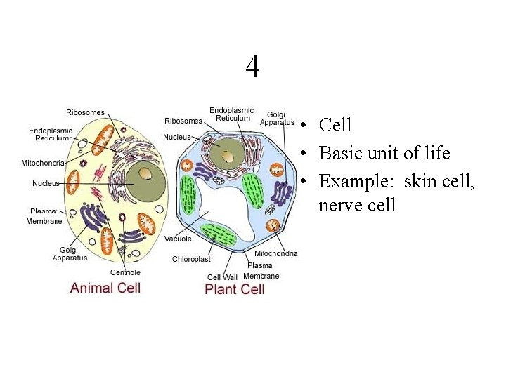 4 • Cell • Basic unit of life • Example: skin cell, nerve cell