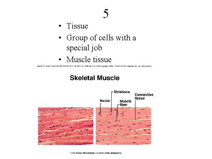 5 • Tissue • Group of cells with a special job • Muscle tissue