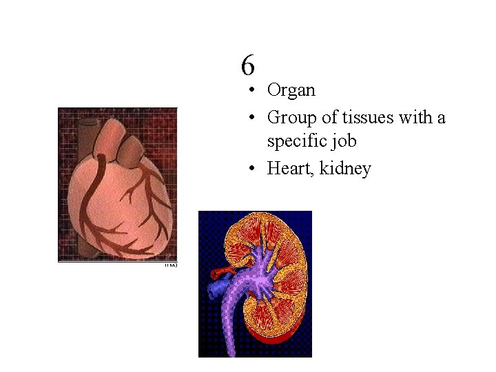 6 • Organ • Group of tissues with a specific job • Heart, kidney