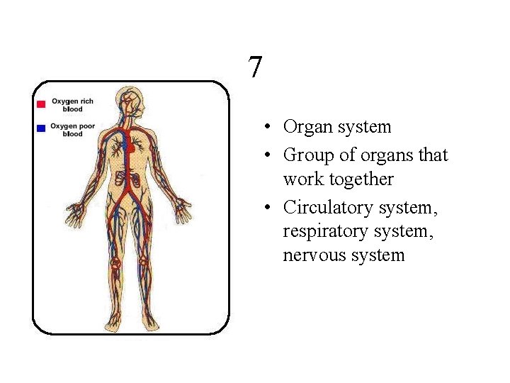 7 • Organ system • Group of organs that work together • Circulatory system,