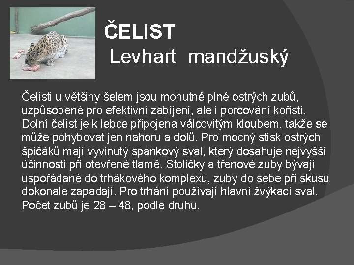 ČELIST Levhart mandžuský Čelisti u většiny šelem jsou mohutné plné ostrých zubů, uzpůsobené pro