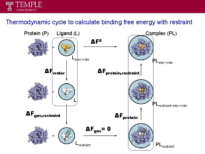 Thermodynamic cycle to calculate binding free energy with restraint Protein (P) Ligand (L) Complex Thermodynamic cycle to calculate binding free energy with restraint Protein (P) Ligand (L) Complex