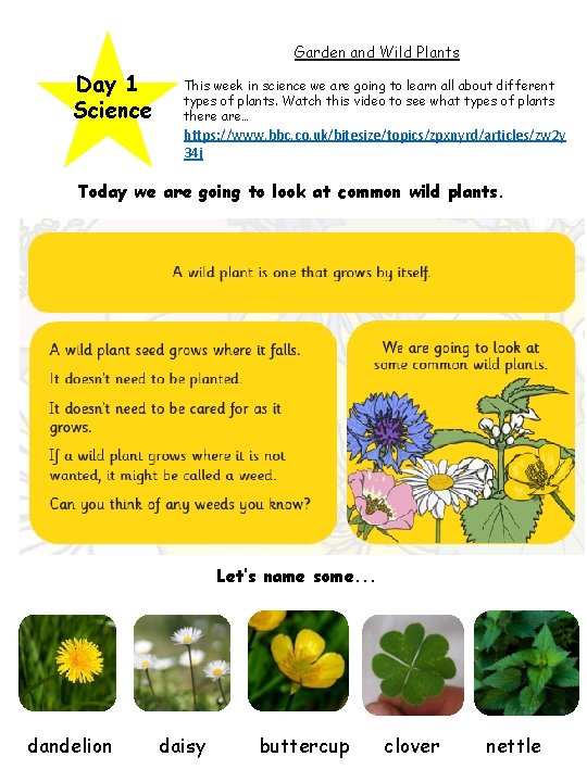 Garden and Wild Plants Day 1 Science This week in science we are going