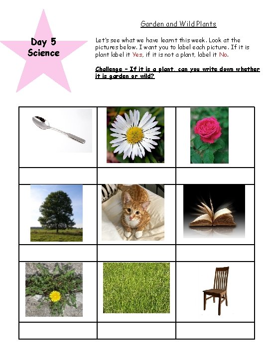 Garden and Wild Plants Day 5 Science Let’s see what we have learnt this
