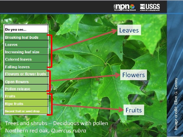 Flowers Fruits Trees and shrubs – Deciduous with pollen Northern red oak, Quercus rubra