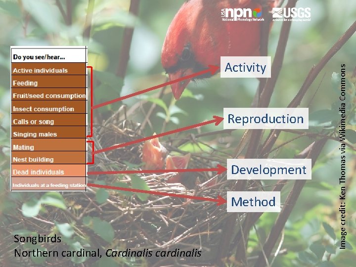 Reproduction Development Method Songbirds Northern cardinal, Cardinalis cardinalis Image credit: Ken Thomas via Wikimedia