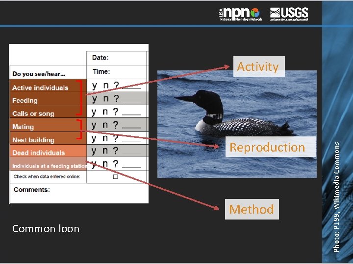 Reproduction Method Common loon Photo: P 199, Wikimedia Commons Activity 