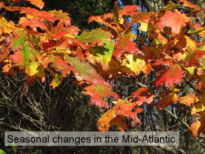 Seasonal changes in the Mid-Atlantic 