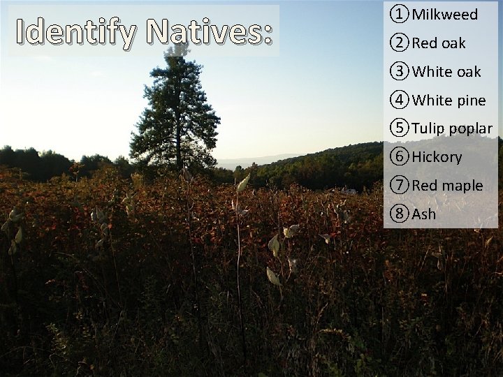 Identify Natives: ①Milkweed ②Red oak ③White oak ④White pine ⑤Tulip poplar ⑥Hickory ⑦Red maple