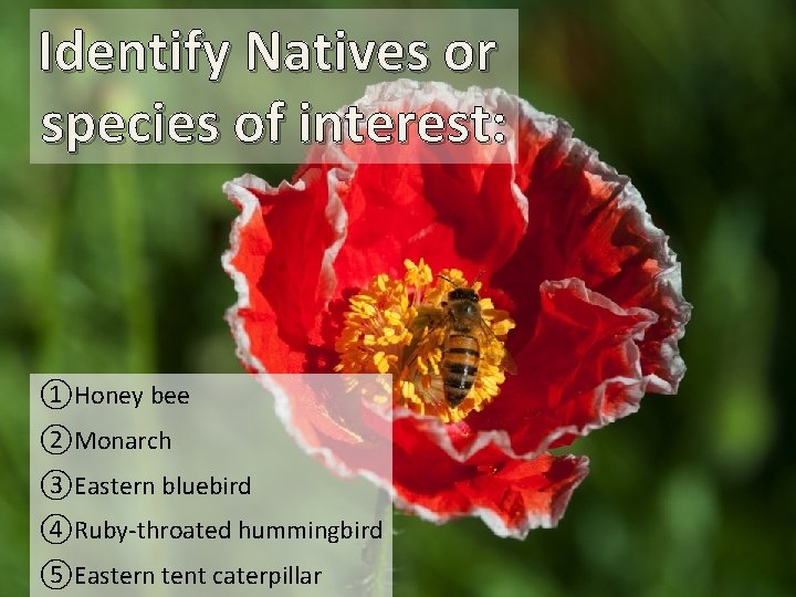 Identify Natives or species of interest: ①Honey bee ②Monarch ③Eastern bluebird ④Ruby-throated hummingbird ⑤Eastern