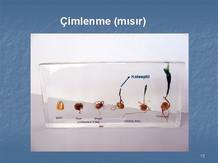 Çimlenme (mısır) Koleoptil 15 