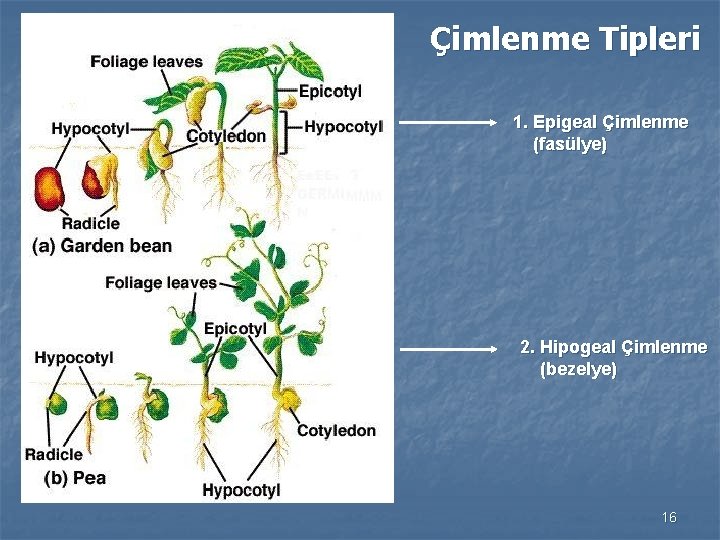 Çimlenme Tipleri 1. Epigeal Çimlenme (fasülye) 2. Hipogeal Çimlenme (bezelye) 16 