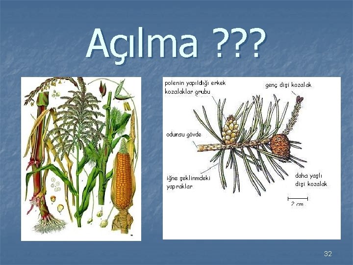 Açılma ? ? ? 32 