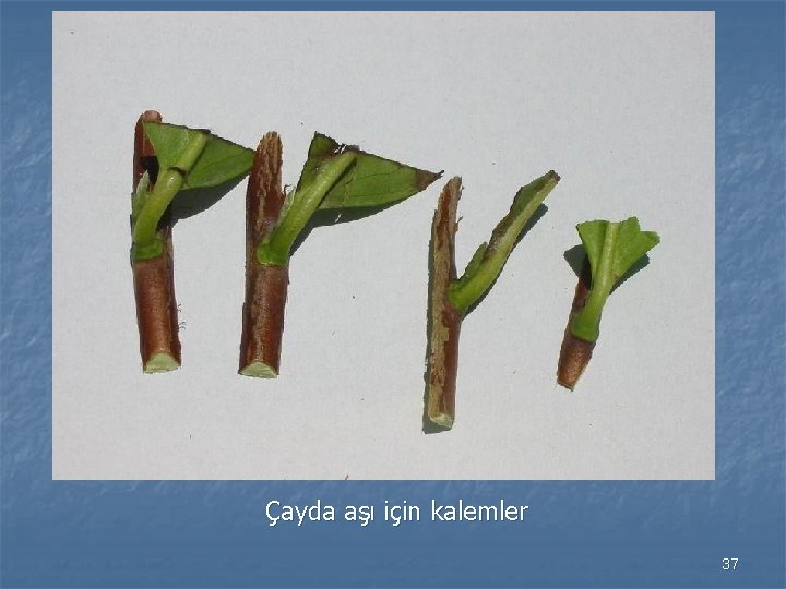 Çayda aşı için kalemler 37 