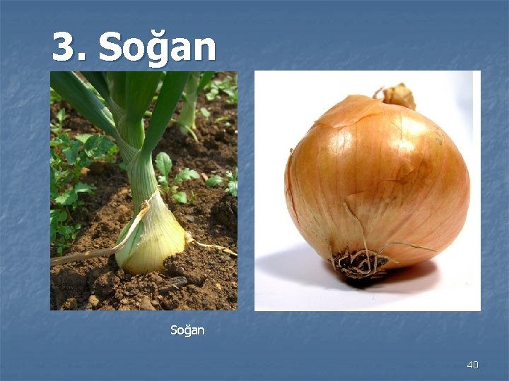 3. Soğan 40 