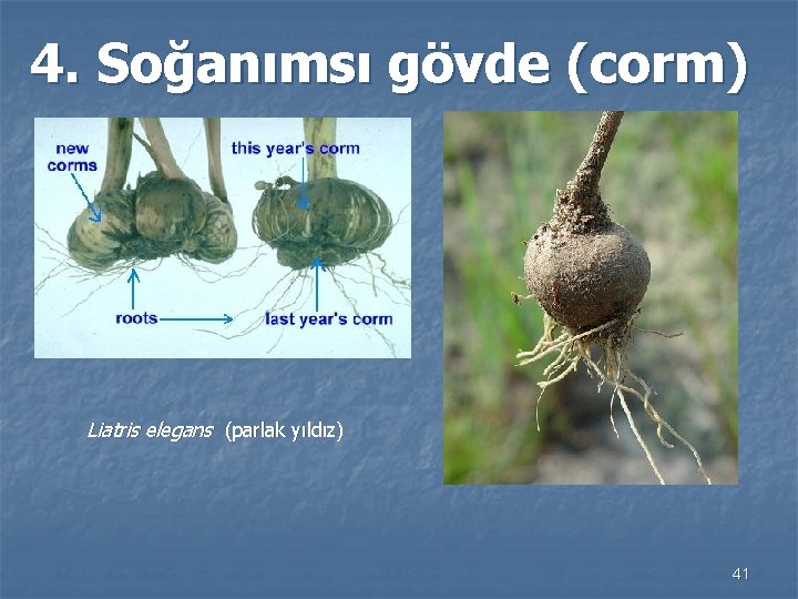 4. Soğanımsı gövde (corm) Liatris elegans (parlak yıldız) 41 