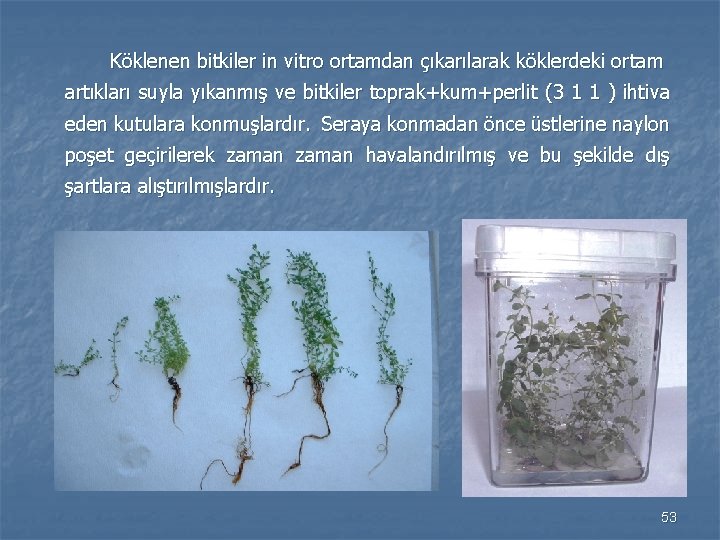 Köklenen bitkiler in vitro ortamdan çıkarılarak köklerdeki ortam artıkları suyla yıkanmış ve bitkiler toprak+kum+perlit