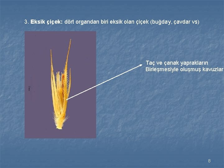 3. Eksik çiçek: dört organdan biri eksik olan çiçek (buğday, çavdar vs) Taç ve