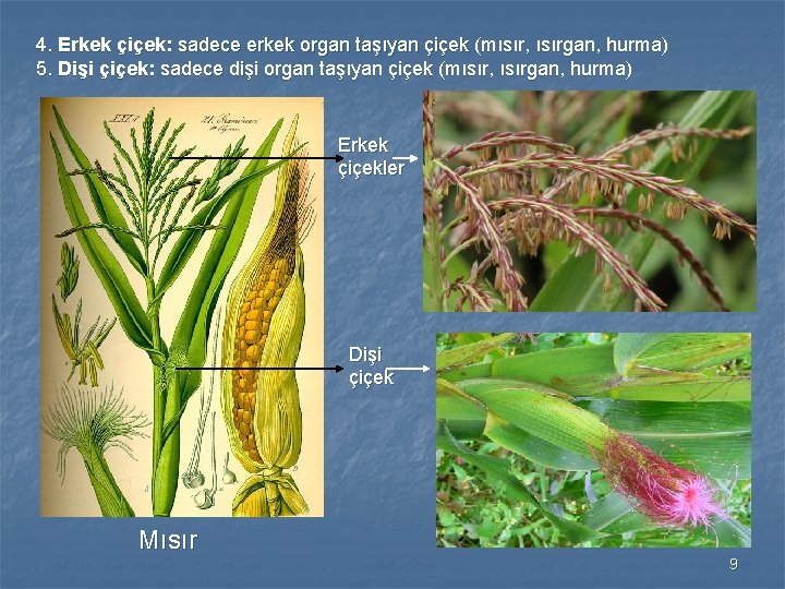 4. Erkek çiçek: sadece erkek organ taşıyan çiçek (mısır, ısırgan, hurma) 5. Dişi çiçek: